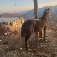 اسب|اسب و تجهیزات اسب‌سواری|فلارد, |دیوار