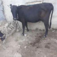 حیوانات مزرعه