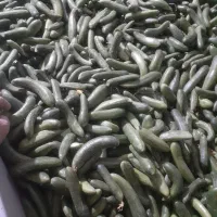 خیار سبز خیار شوری