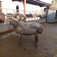 قوچ چینی|حیوانات مزرعه|چگنی, |دیوار