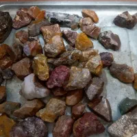 راف شجر خزه ای پاییزی جاسبر