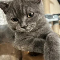 گربه اسکاتیش