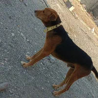 واگذاری دوتا سگ گشت و گیر عالی