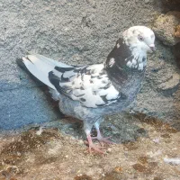 کفتر|پرنده|کوهدشت, |دیوار