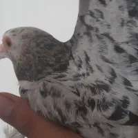 کبوتر گمشده با مژدگانی خوب|پرنده|لنجان, |دیوار