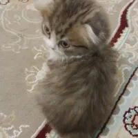 اسکاتیش دبل فولدلانگ هیر