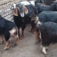 بز با بزغاله درشت|حیوانات مزرعه|قزوین, |دیوار