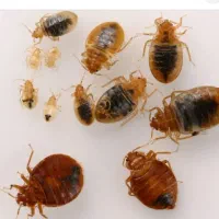 سمپاشی سم پاشی گندزدایی تمام نقاط قم پردیسان