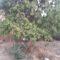 ویلایی|فروش خانه و ویلا|کرج, کلاک پایین|دیوار