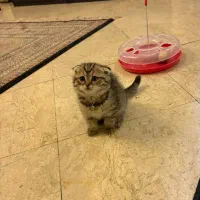 گربه های اسکاتیش‌و‌بریتیش