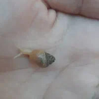 بچه حلزون آچاتینا|خزنده|دزفول, |دیوار