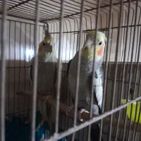 عروس هلندی دستی|پرنده|کارون, |دیوار