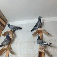 جوجه پلاکی|پرنده|اهواز, ۳۰ متری|دیوار