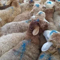 بره برا قربانی و کشتار