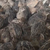 بلدرچین بالغ ، جوجه طاووس، جوجه چهل روزه
