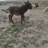 فروش الاغ گله ای نر