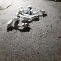 کبوتر|پرنده|سقز, |دیوار