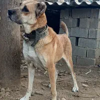 ماده افغان بی نظیر نگهبان صفت