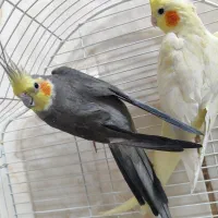 عروس هلندی|پرنده|خمینیشهر, |دیوار