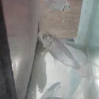 ماهی کوی|ماهی|تبریز, |دیوار