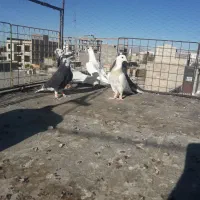 پرشی|پرنده|اسفراین, |دیوار