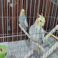 عروس هلندی