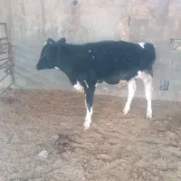 7 راس گوساله نر|حیوانات مزرعه|طسوج, |دیوار