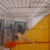 سهره و قناری بخوان|پرنده|همدان, |دیوار