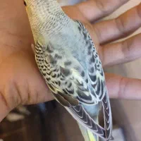 مرغ عشق|پرنده|صدرا-فارس, فاز ۲|دیوار