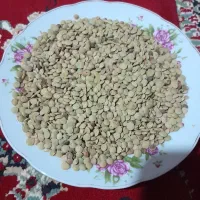 عدس