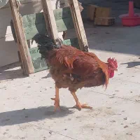 خروس جوان درجه یک|حیوانات مزرعه|یزد, |دیوار