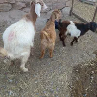 یک عدد بز جوان دوتا بز غاله ماده نگه داری|حیوانات مزرعه|خواجه, |دیوار