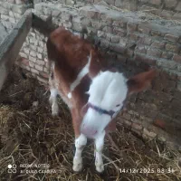 گوساله نرسیمینتال|حیوانات مزرعه|آق قلا, |دیوار