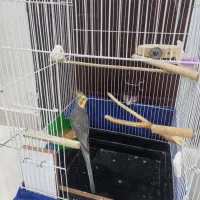 طوطی عروس هلندی نر