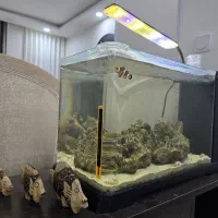 آکواریوم آب شور|ماهی|بندر ماهشهر, |دیوار