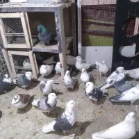 کبوتر تعداد ۵۰ عدد
