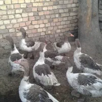 غاز