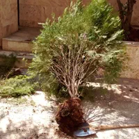 خدمات باغبانی درخت کاری سم پاشی گل کاری|خدمات باغبانی و درختکاری|شیراز, قصرالدشت|دیوار