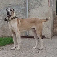 سگ نر الابای اصیل. سرابی افغان پژدر کانگال|سگ|تهران, منیریه|دیوار