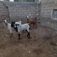 بزپکستانی|حیوانات مزرعه|برازجان, |دیوار