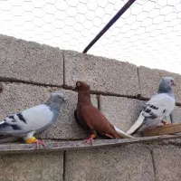 کبوتر رنگی نر