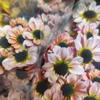 گل داودی عمده