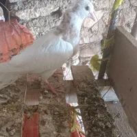 تعدادی کبوتر سرخ طوقی سرور پلاکی|پرنده|دهدشت, |دیوار