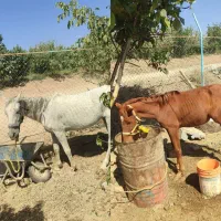 فروش مادیان وکره