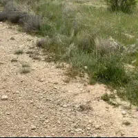 زمین باغشهر دالین مجموعه مینو