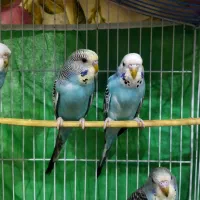 مرغ عشق|پرنده|رشت, حمیدیان|دیوار