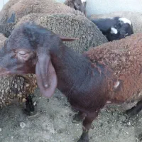 دام گوسفتد زنده