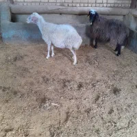 میش سالم و سرحال مناسب داشت|حیوانات مزرعه|محلات, |دیوار