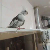 عروس هلندی نر