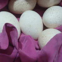 تخم بوقلمون